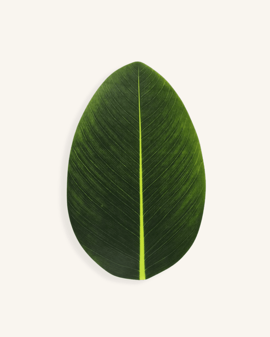 set de table feuillage Vert Canna - Matabledeco